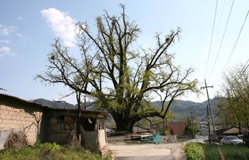 담양 봉안리 은행나무