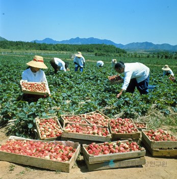 딸기 수확