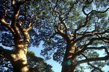 괴산 삼송리 소나무