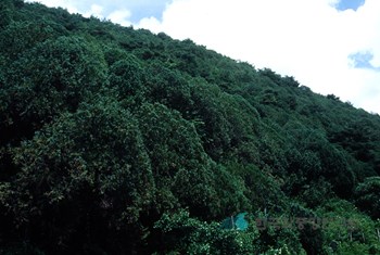 단양 영천리 측백나무 숲