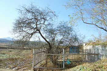 강화 갑곶리 탱자나무