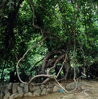 창덕궁 다래나무