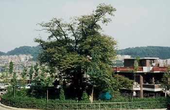 서울 신림동 굴참나무