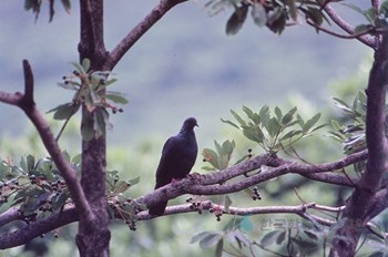 울릉 사동 흑비둘기 서식지