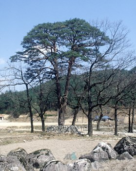 명주 삼산리 소나무