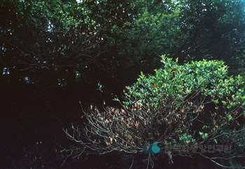 천제연 담팔수나무