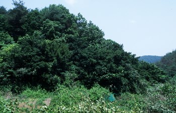 화순 개천사 비자나무 숲