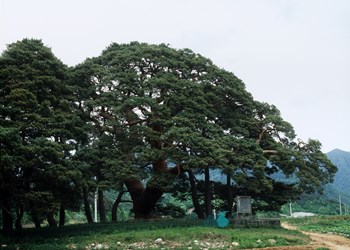 괴산 삼송리 소나무