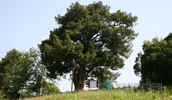서산 여미리 비자나무