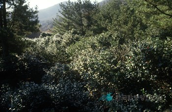 거제 학동리 동백나무 숲 및 팔색조 번식지