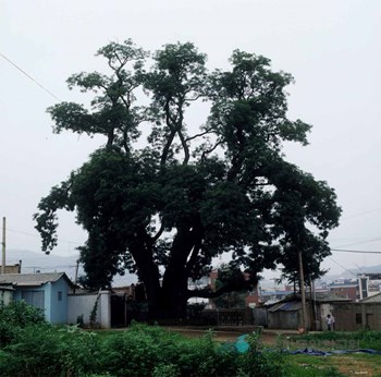 인천 신현동 회화나무