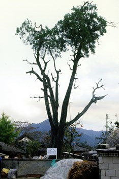 성주 해평동 측백나무