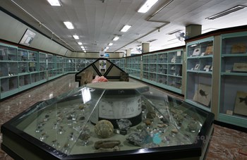 경보화석박물관 제2전시관